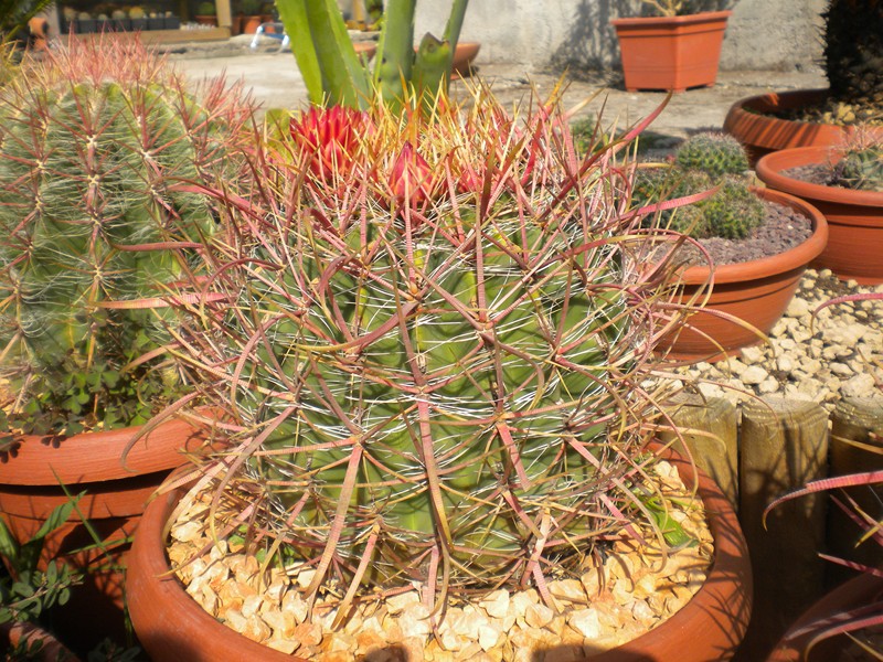 Ferocactus cylindraceus ssp. tortulispinus 