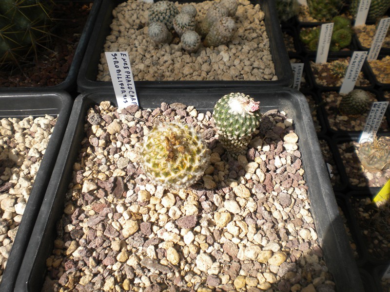 Encephalocarpus strobiliformis 