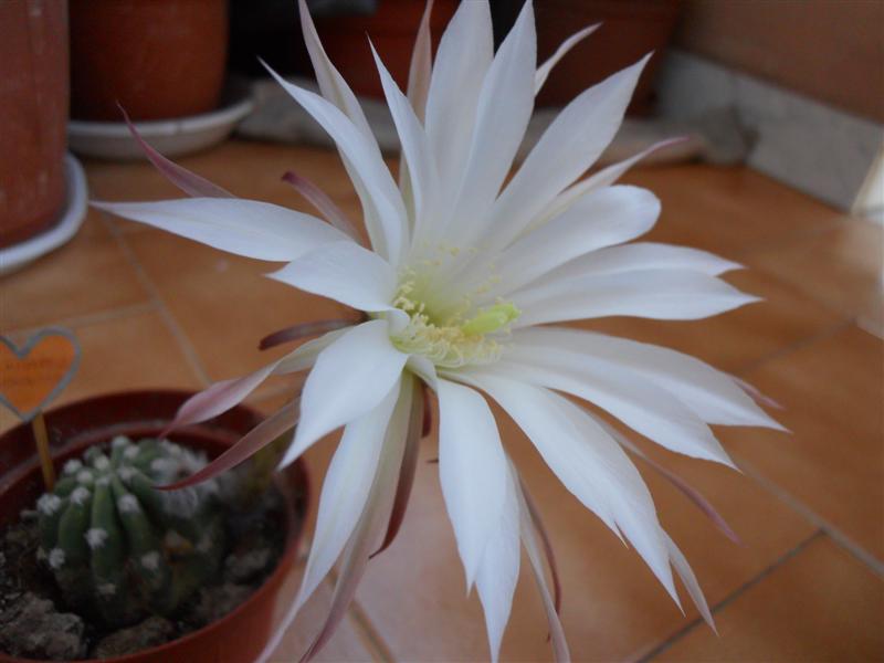 Echinopsis subdenudata 