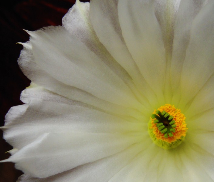 Echinocereus reichenbachii v. albispinus 