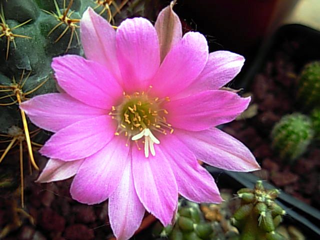Lobivia wrigthiana v. chilensis 