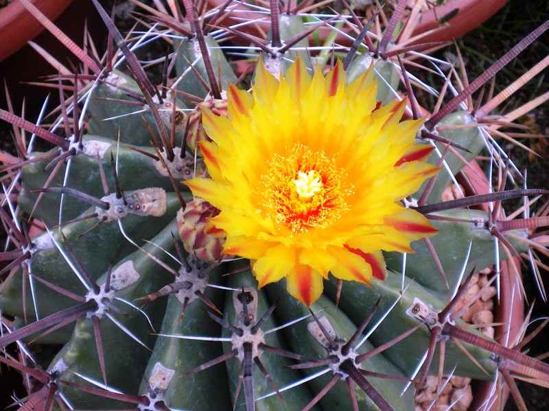 Ferocactus peninsulae 