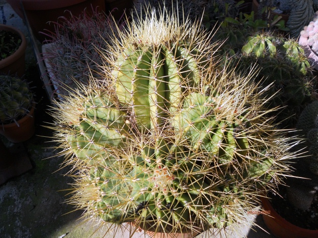 Ferocactus reppenhagenii 