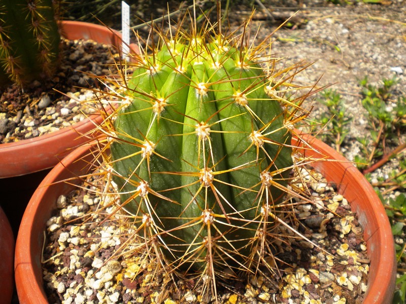 Trichocereus candicans 