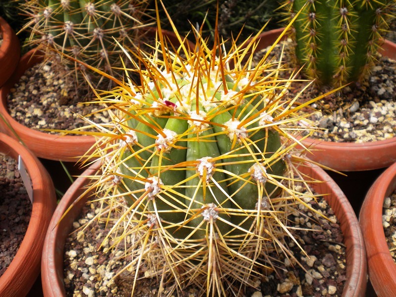 trichocereus pasacana