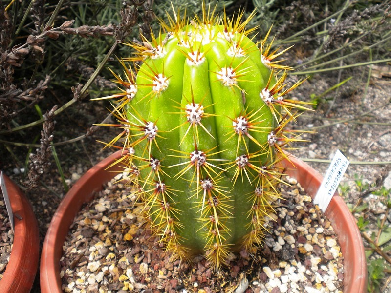 Trichocereus spachianus 