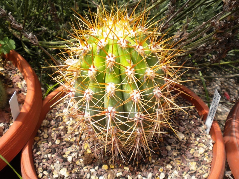 Trichocereus smrzianus 