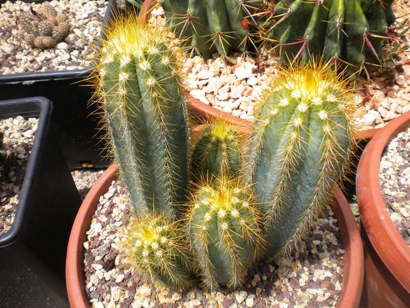 Pilosocereus azureus 