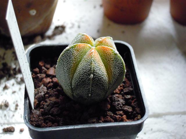 astrophytum coahuilense f. variegatum