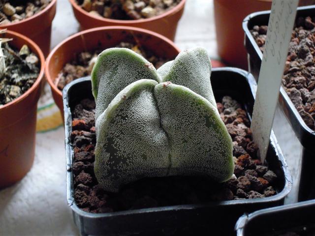 Astrophytum myriostigma f. quadricostatum 