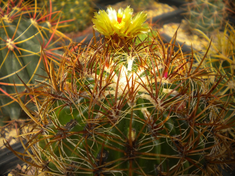 Ferocactus viridescens ssp. littoralis 