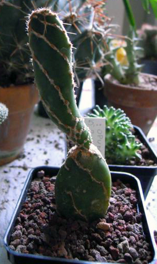 Opuntia reticulata 