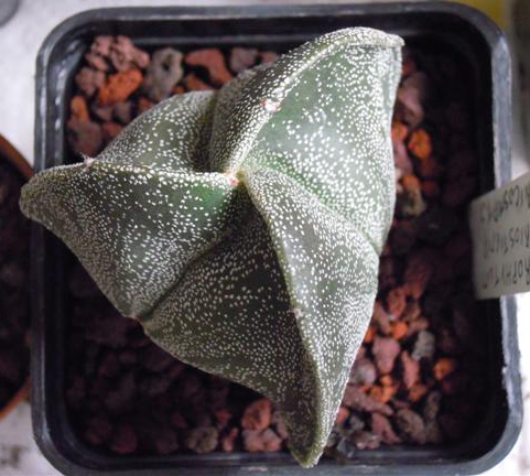 Astrophytum myriostigma f. tricostatum 