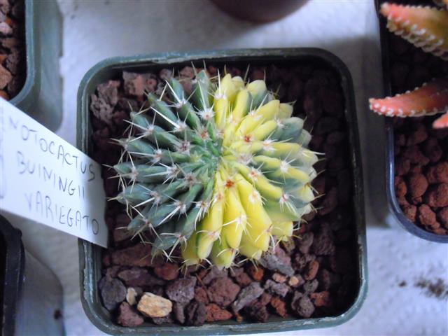 Notocactus buiningii 