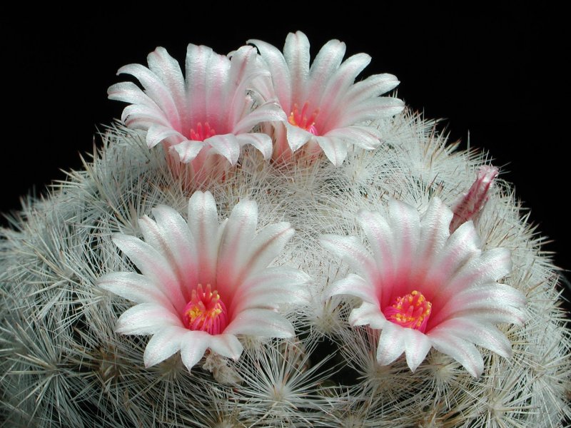 Mammillaria candida 