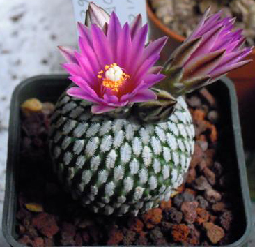 Turbinicarpus pseudopectinatus 