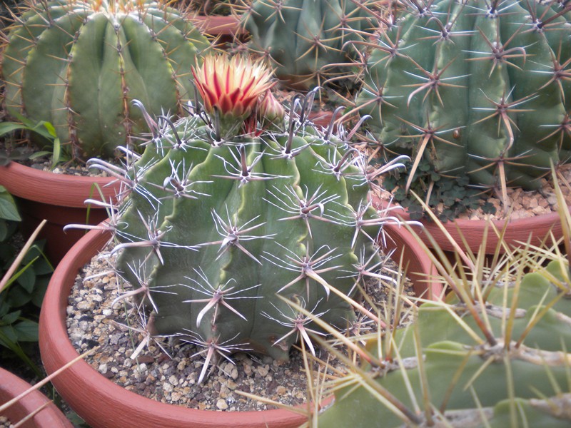 Ferocactus wislizeni ssp. herrerae 