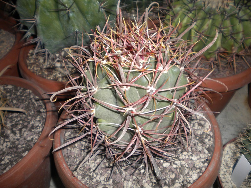 Ferocactus peninsulae ssp. santa-maria 