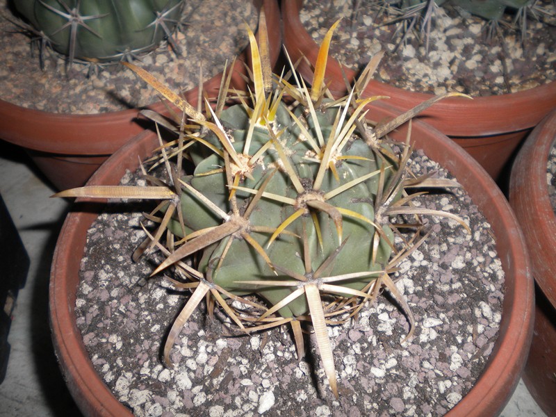 Ferocactus recurvus 