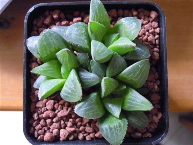 Haworthia mutica 