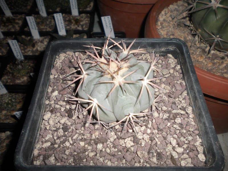 Echinocactus horizonthalonius 