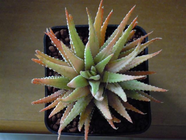 haworthia fasciata f. variegata