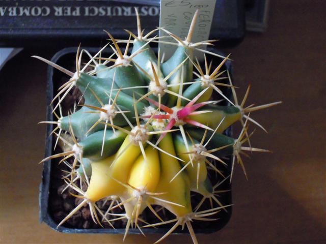 Ferocactus covillei f. variegatus 