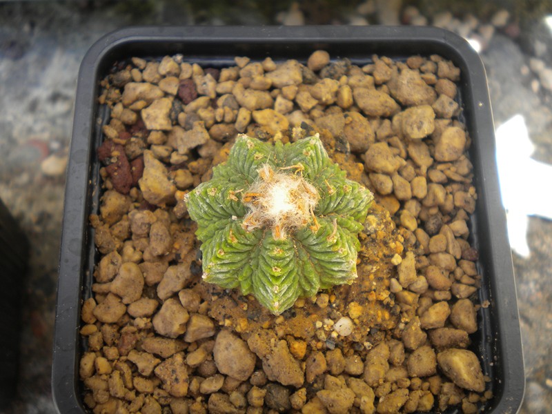 Aztekium ritteri 