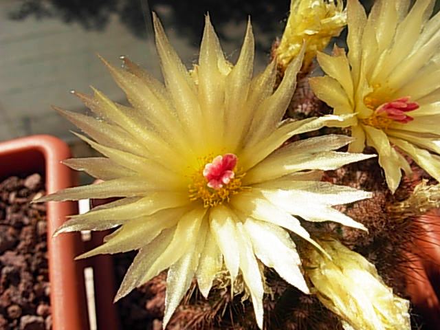 Parodia concinna 