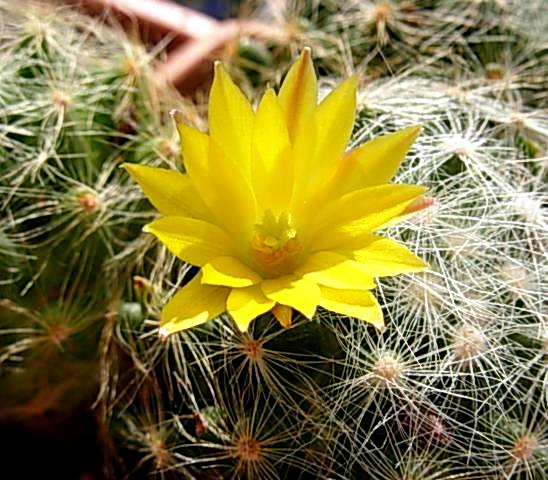 Mammillaria baumii 