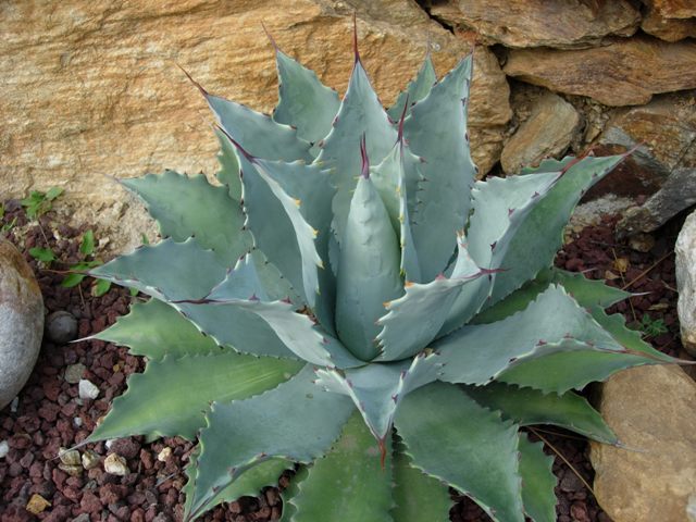 Agave potatorum v. verschaffeltii 