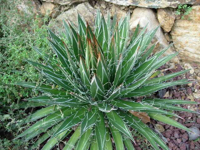 Agave filifera 