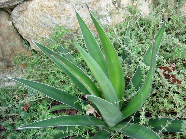 Agave garciae-mendozae 