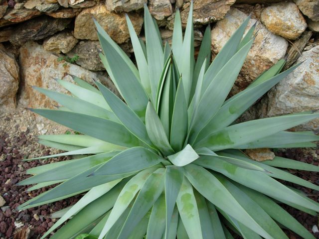 agave dasylirioides v. dealbata