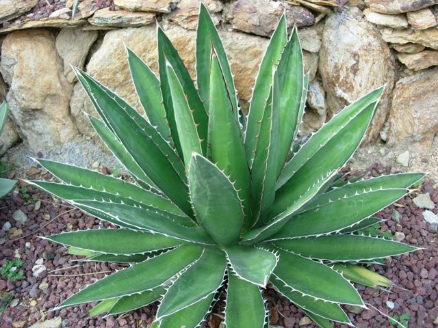 Agave horrida ssp. perotensis 