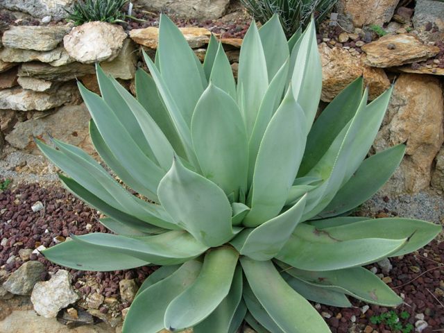 Agave celsii v. albicans 