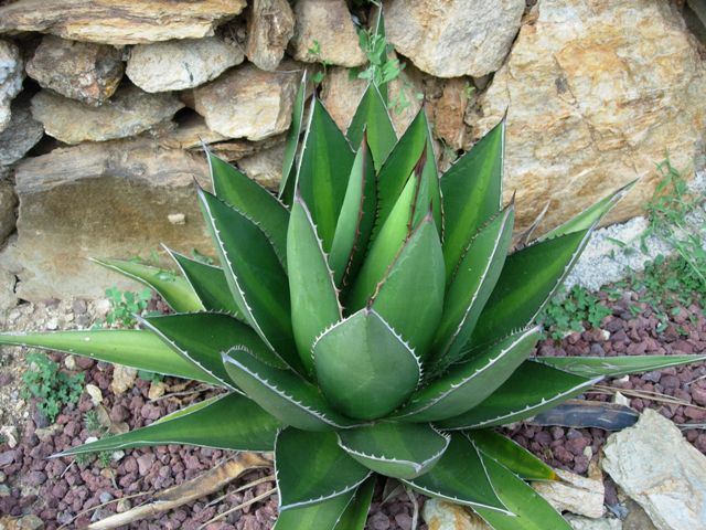 Agave kerchovei 