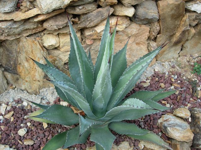 Agave palmeri 