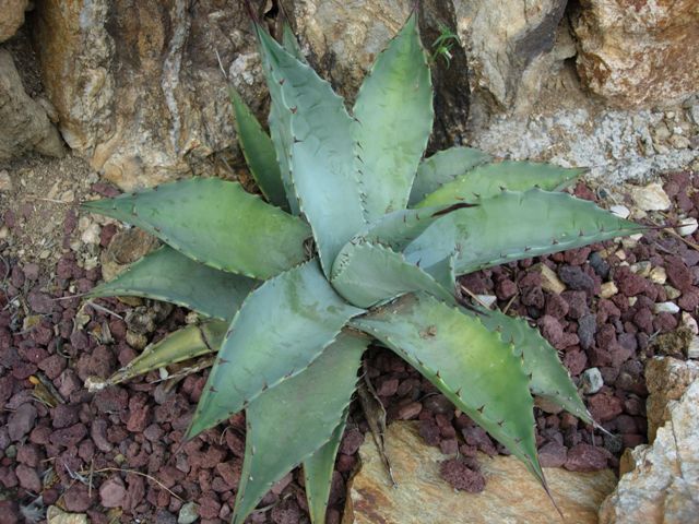 agave margaritae