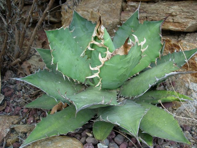 Agave titanota 