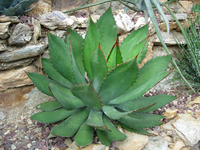 Agave guadalajarana 
