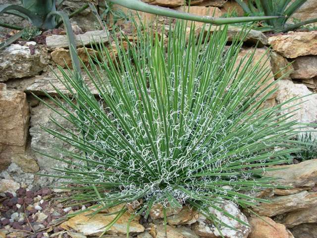 Agave geminiflora 