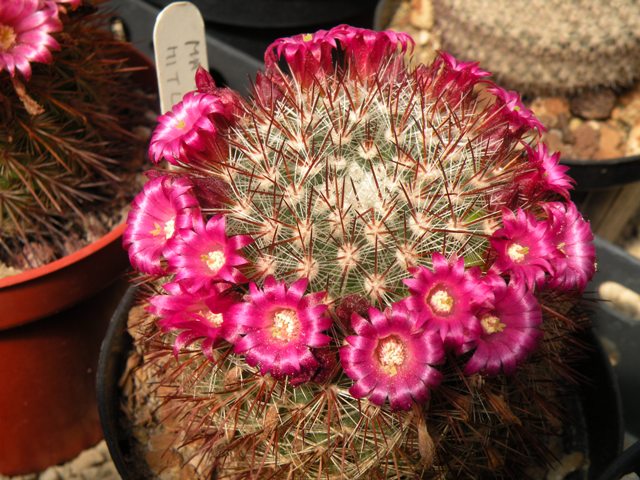 Mammillaria mitlensis 