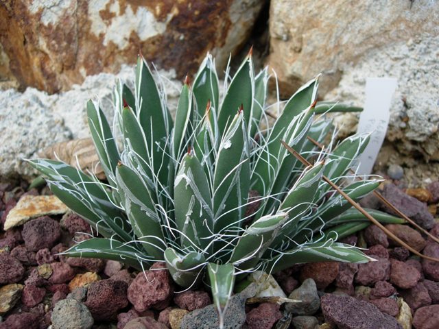 Agave polianthiflora SB 1703