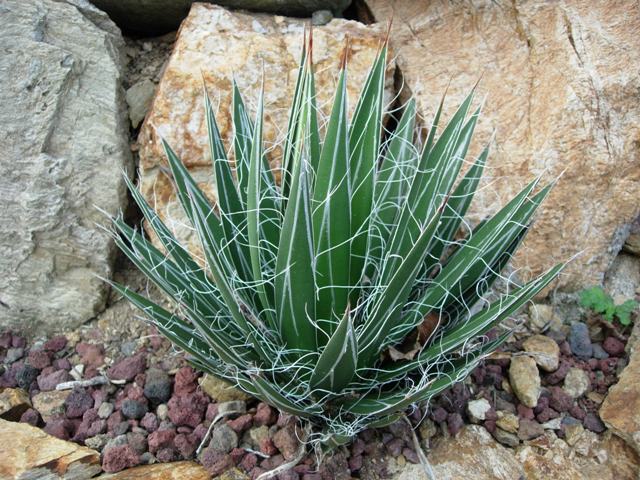 agave schidigera