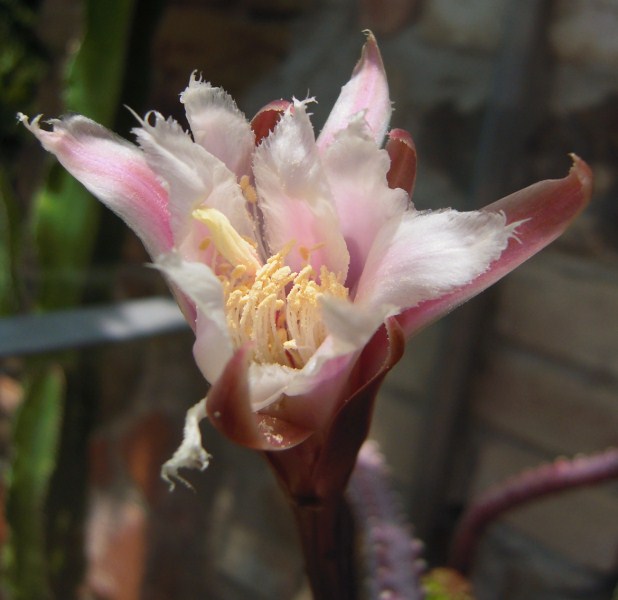 Monvillea spegazzinii 