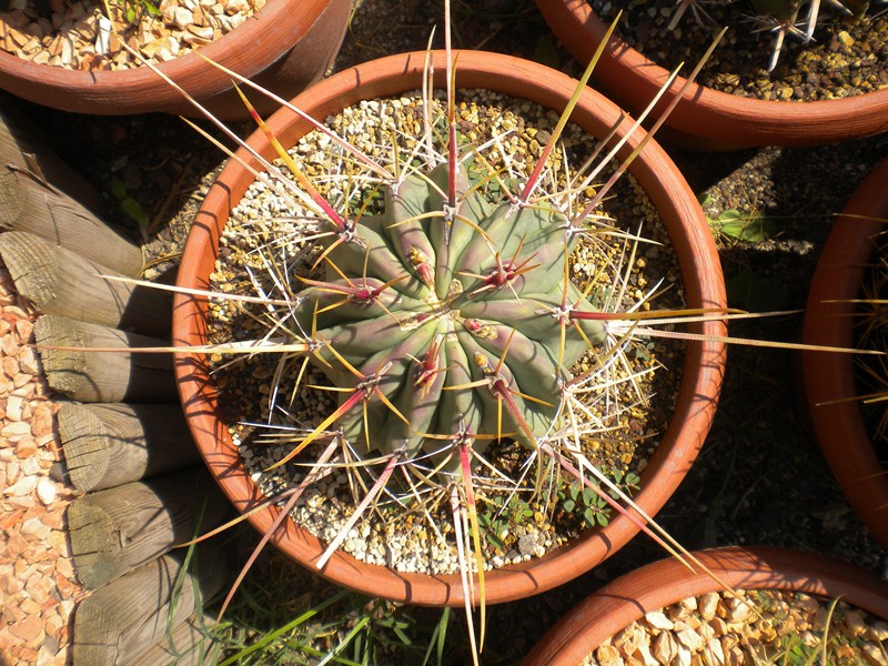 Ferocactus californicus 