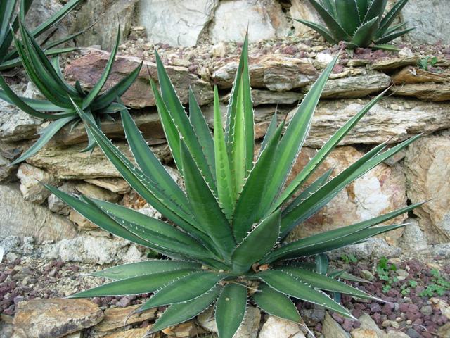 Agave univittata 