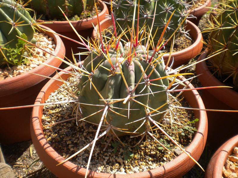 Ferocactus californicus 