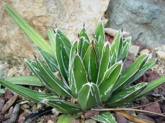 Agave victoriae-reginae 